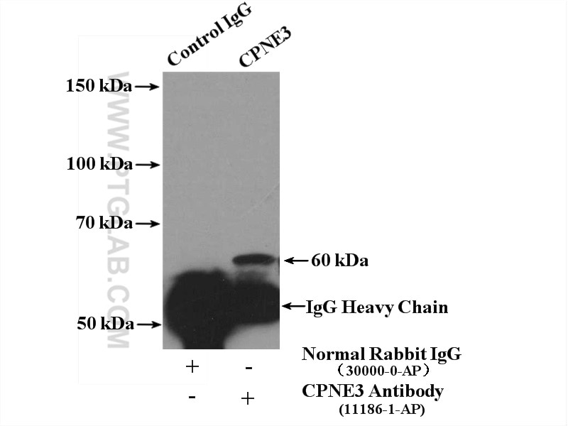 Immunoprecipitation (IP) experiment of HepG2 cells using CPNE3 Polyclonal antibody (11186-1-AP)