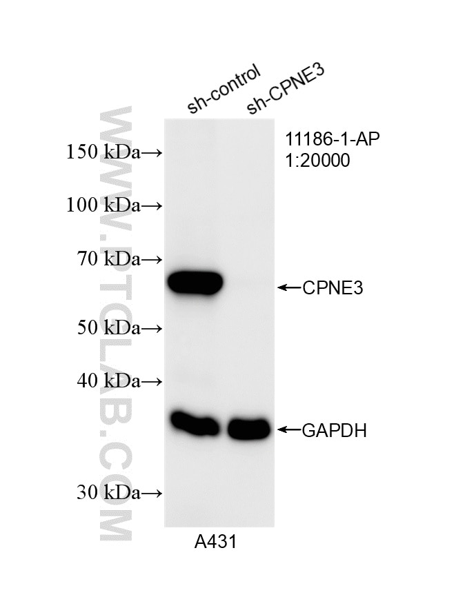 Western Blot (WB) analysis of A431 cells using CPNE3 Polyclonal antibody (11186-1-AP)