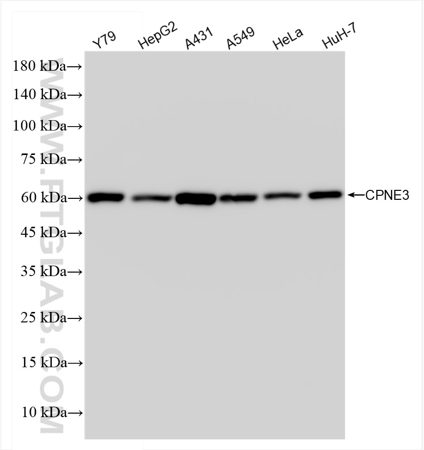 Western Blot (WB) analysis of various lysates using CPNE3 Recombinant antibody (83820-5-RR)