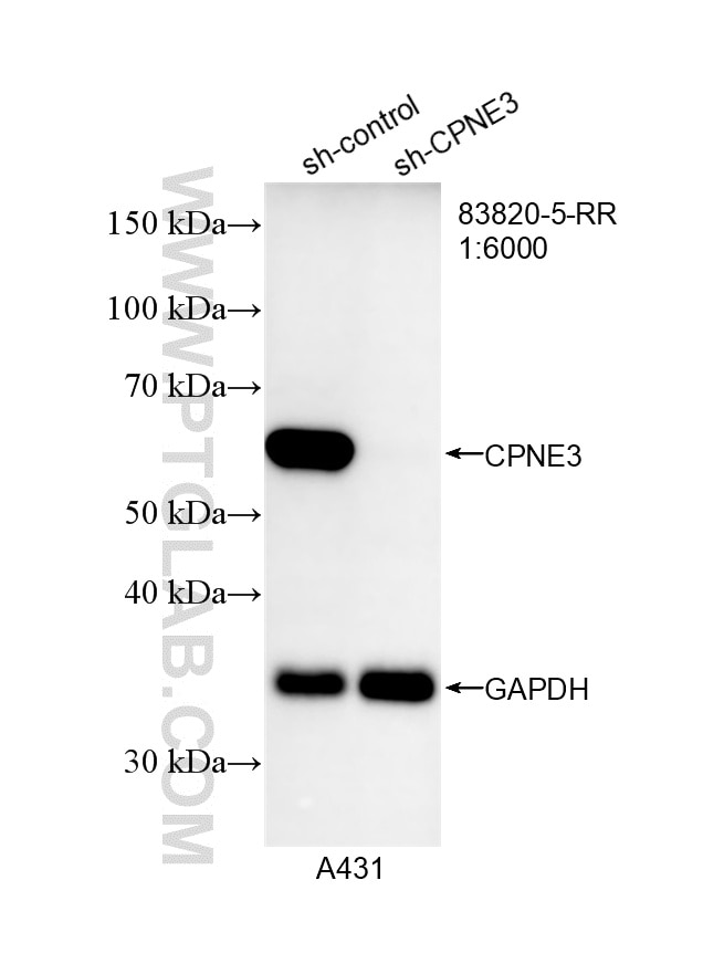 WB result of CPNE3 antibody (83820-5-RR; 1:6000; incubated at room temperature for 1.5 hours) with sh-Control and sh-CPNE3 transfected A431 cells. Western Blot (WB) analysis of A431 cells using CPNE3 Recombinant antibody (83820-5-RR)