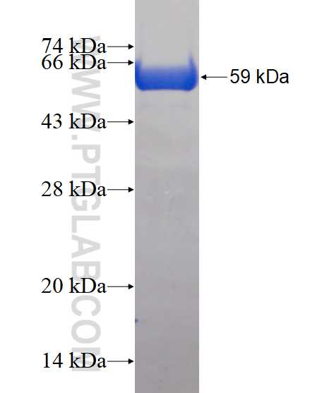 CPNE3 fusion protein Ag1634 SDS-PAGE