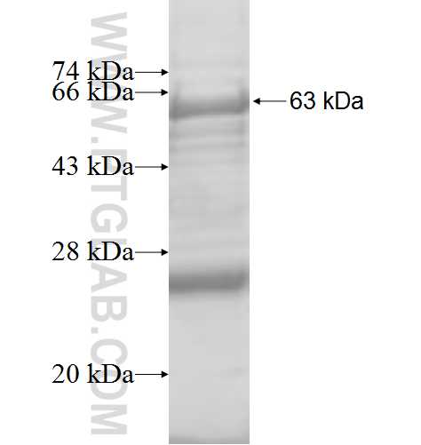 CPNE4 fusion protein Ag9037 SDS-PAGE