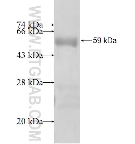CPNE6 fusion protein Ag4789 SDS-PAGE
