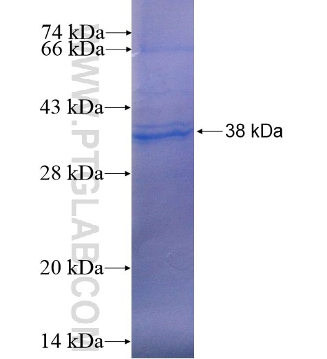 CPNE6 fusion protein Ag5042 SDS-PAGE