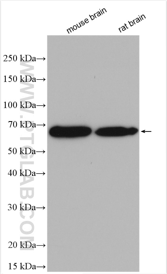 Western Blot (WB) analysis of various lysates using CPNE7 Polyclonal antibody (17396-1-AP)