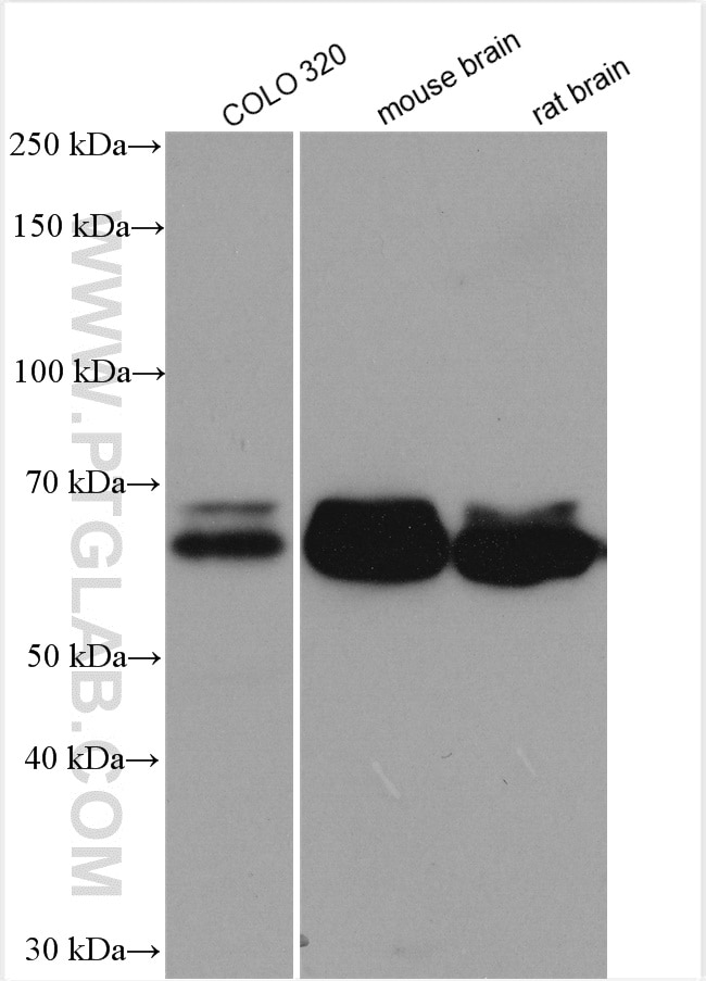 Western Blot (WB) analysis of various lysates using CPNE7 Polyclonal antibody (17396-1-AP)