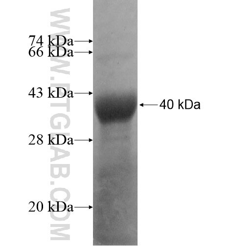 CPNE7 fusion protein Ag11313 SDS-PAGE