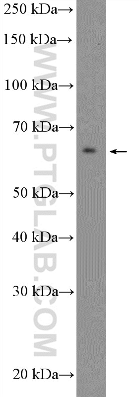 CPNE8 Polyclonal antibody