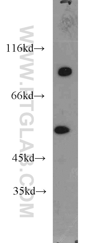 Western Blot (WB) analysis of mouse brain tissue using CPNE9-Specific Polyclonal antibody (20098-1-AP)