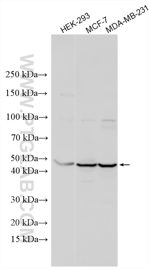 WB analysis using 26232-1-AP Western Blot (WB) analysis of various lysates using CPO Polyclonal antibody (26232-1-AP)