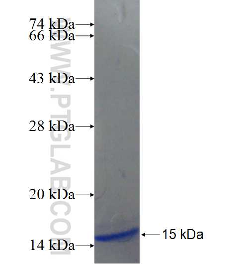 CPO fusion protein Ag24120 SDS-PAGE