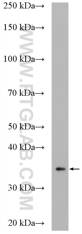 WB analysis of mouse liver using 12211-1-AP Western Blot (WB) analysis of mouse liver tissue using CPOX Polyclonal antibody (12211-1-AP)