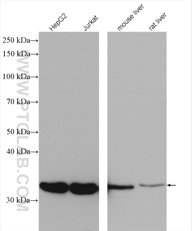 Western Blot (WB) analysis of various lysates using CPOX Polyclonal antibody (12211-1-AP)