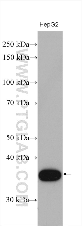 Western Blot (WB) analysis of various lysates using CPOX Polyclonal antibody (12211-1-AP)