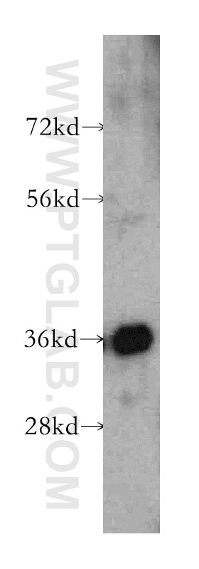 Western Blot (WB) analysis of K-562 cells using CPOX Polyclonal antibody (12211-1-AP)