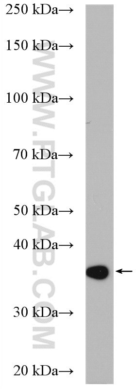 WB analysis of HepG2 using 16724-1-AP