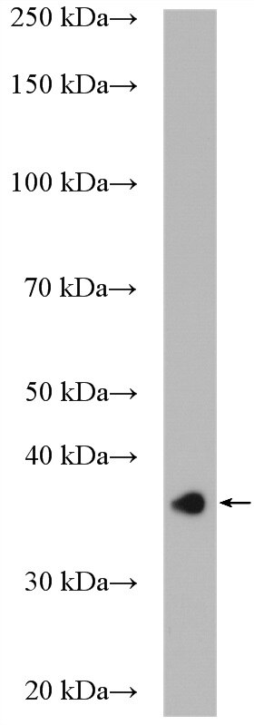 Western Blot (WB) analysis of K-562 cells using CPOX Polyclonal antibody (16724-1-AP)