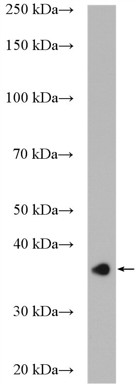 WB analysis of K-562 using 16724-1-AP