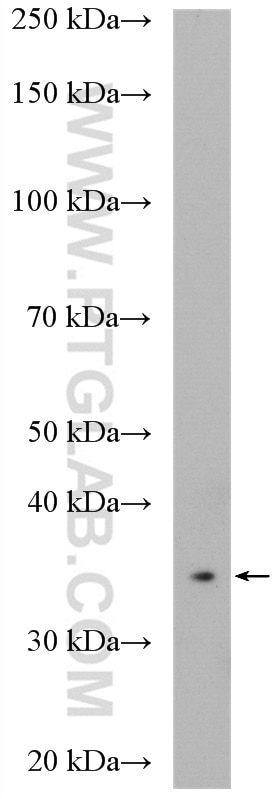 Western Blot (WB) analysis of mouse liver tissue using CPOX Polyclonal antibody (16724-1-AP)