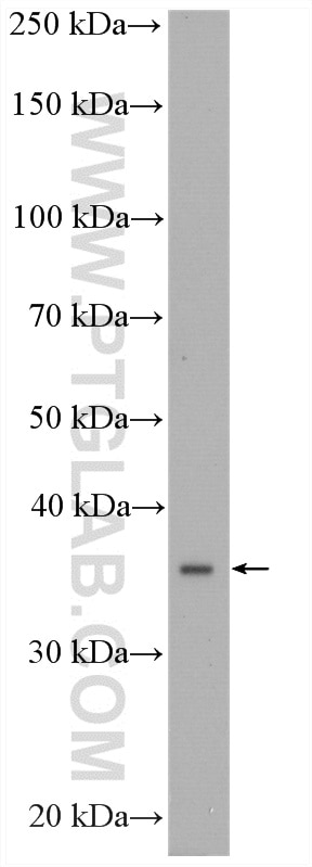 Western Blot (WB) analysis of rat liver tissue using CPOX Polyclonal antibody (16724-1-AP)