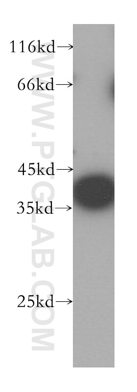 Western Blot (WB) analysis of HepG2 cells using CPOX Polyclonal antibody (16724-1-AP)