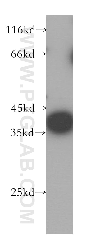 WB analysis of HepG2 using 16724-1-AP