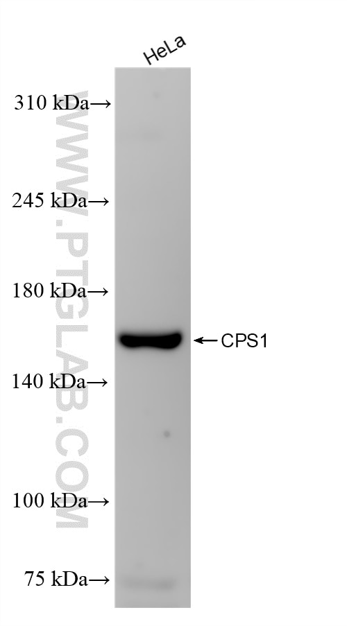 Western Blot (WB) analysis of HeLa cells using CPS1 Recombinant antibody (84277-1-RR)