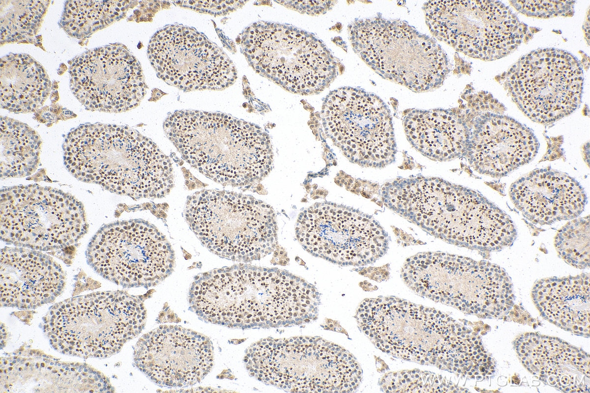Immunohistochemistry (IHC) staining of mouse testis tissue using CPSF1 Polyclonal antibody (11031-1-AP)