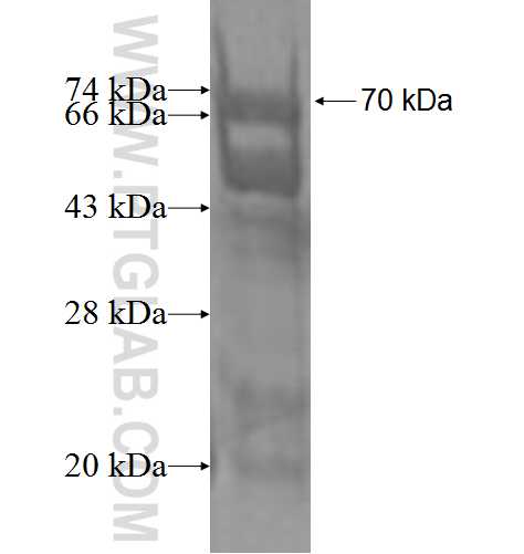 CPSF1 fusion protein Ag1489 SDS-PAGE