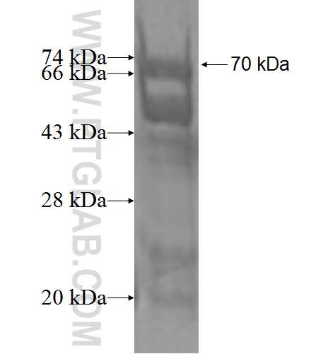 CPSF1 fusion protein Ag1489 SDS-PAGE