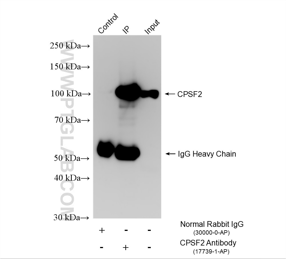 Immunoprecipitation (IP) experiment of HeLa cells using CPSF2 Polyclonal antibody (17739-1-AP)