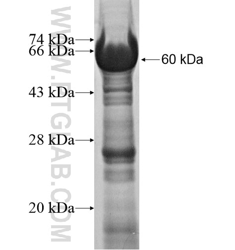 CPSF2 fusion protein Ag11972 SDS-PAGE