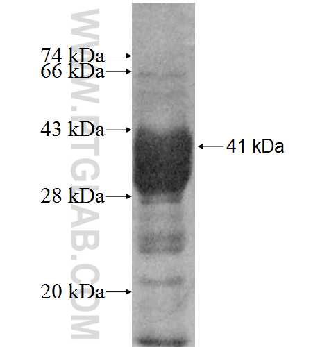 INT11 fusion protein Ag8365 SDS-PAGE