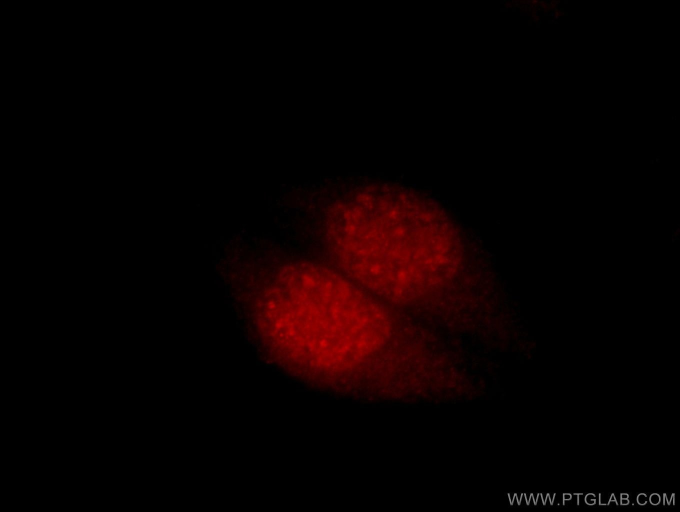 Immunofluorescence (IF) / fluorescent staining of HepG2 cells using CPSF4 Polyclonal antibody (15023-1-AP)