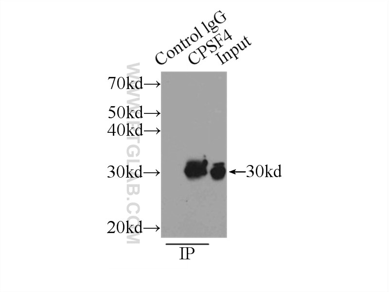 Immunoprecipitation (IP) experiment of HeLa cells using CPSF4 Polyclonal antibody (15023-1-AP)
