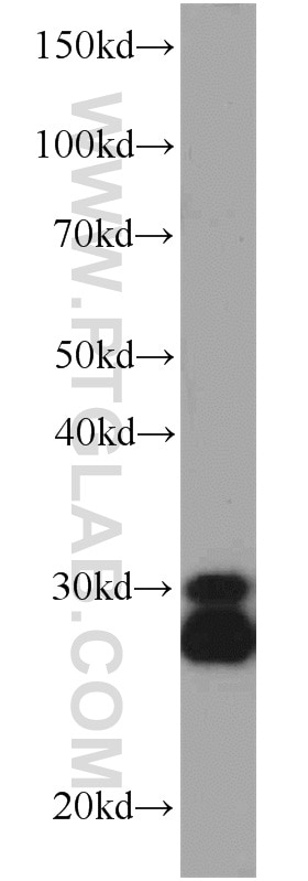 Western Blot (WB) analysis of HepG2 cells using CPSF4 Polyclonal antibody (15023-1-AP)