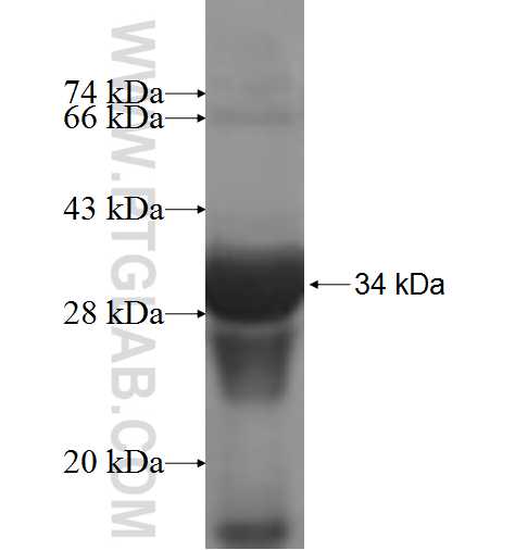 CPSF4 fusion protein Ag7232 SDS-PAGE