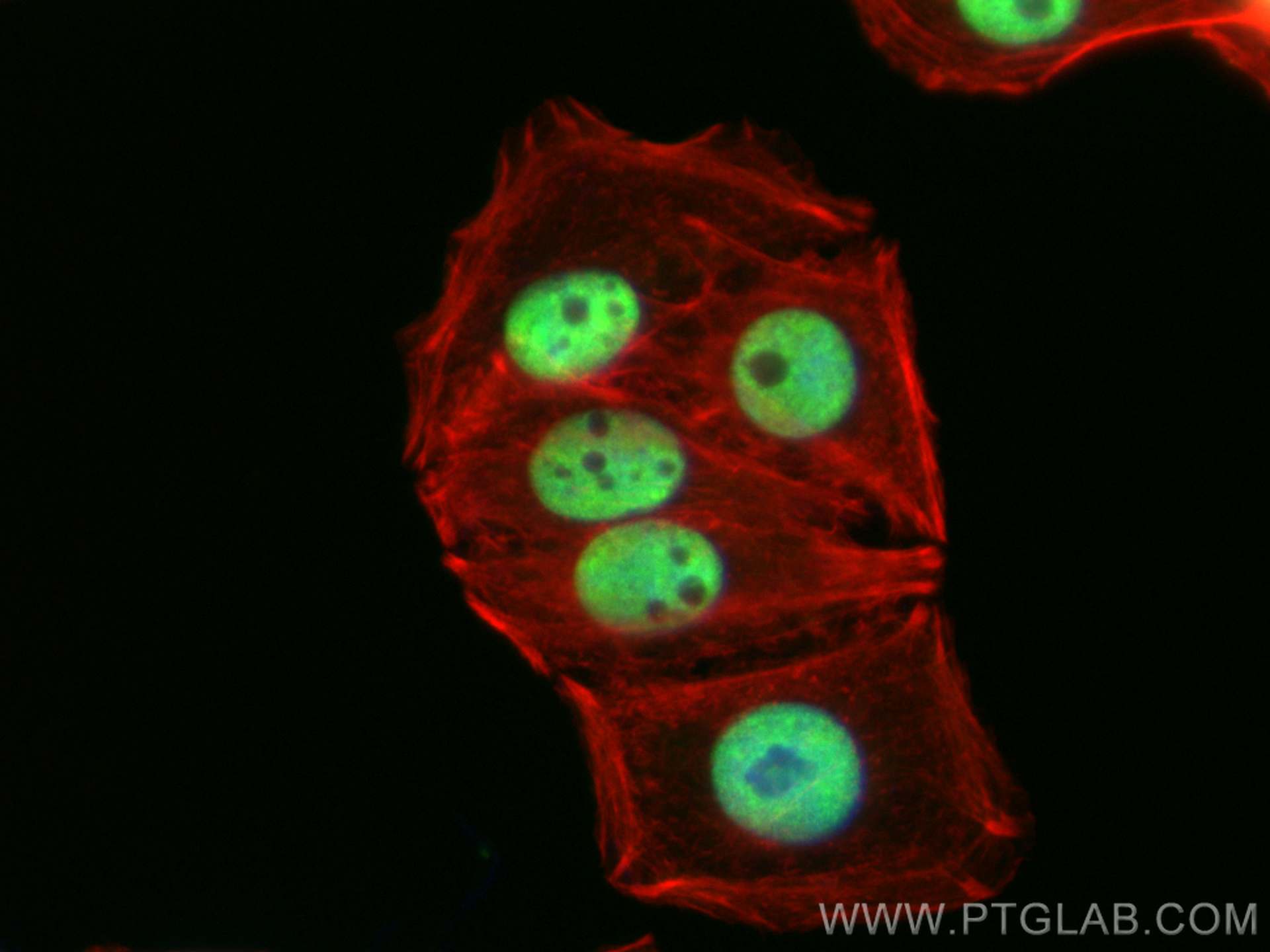 Immunofluorescence (IF) / fluorescent staining of SW480 cells using CPSF6 Polyclonal antibody (15489-1-AP)