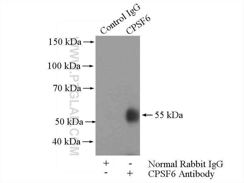 Immunoprecipitation (IP) experiment of HeLa cells using CPSF6 Polyclonal antibody (15489-1-AP)