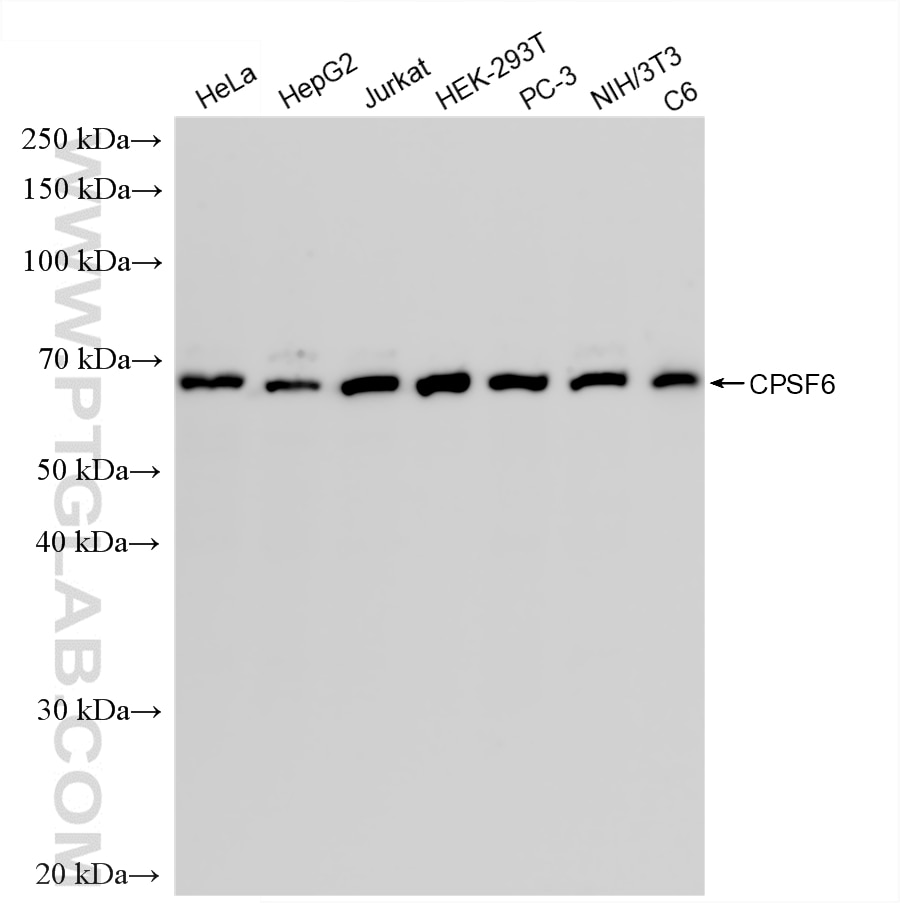 WB analysis using 88362-1-RR (same clone as 88362-1-PBS) Western Blot (WB) analysis of various lysates using CPSF6 Recombinant monoclonal antibody (88362-1-RR)