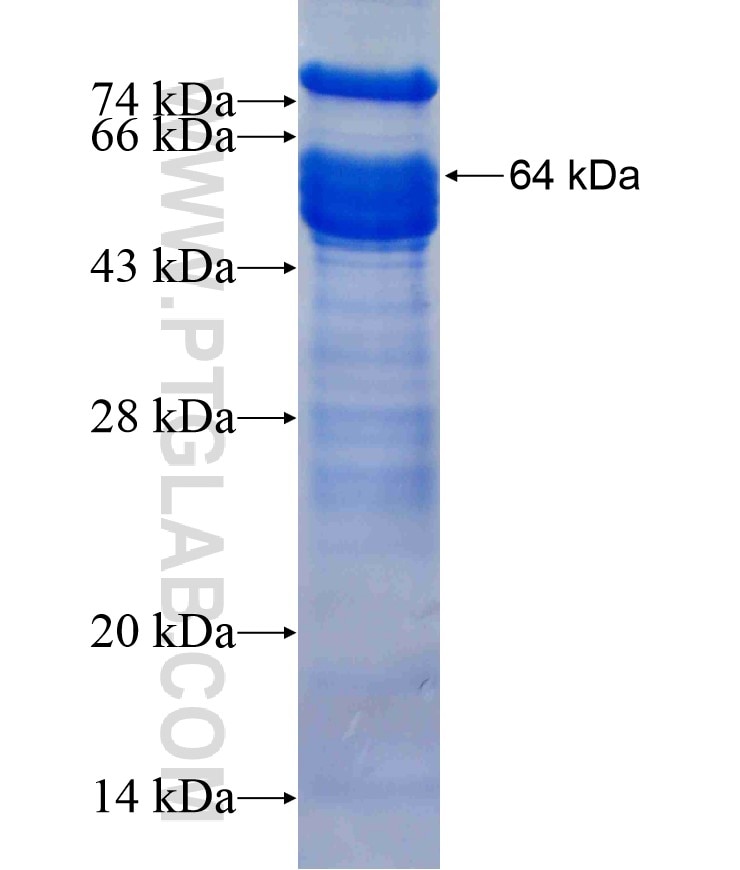 CPSF6 fusion protein Ag7852 SDS-PAGE