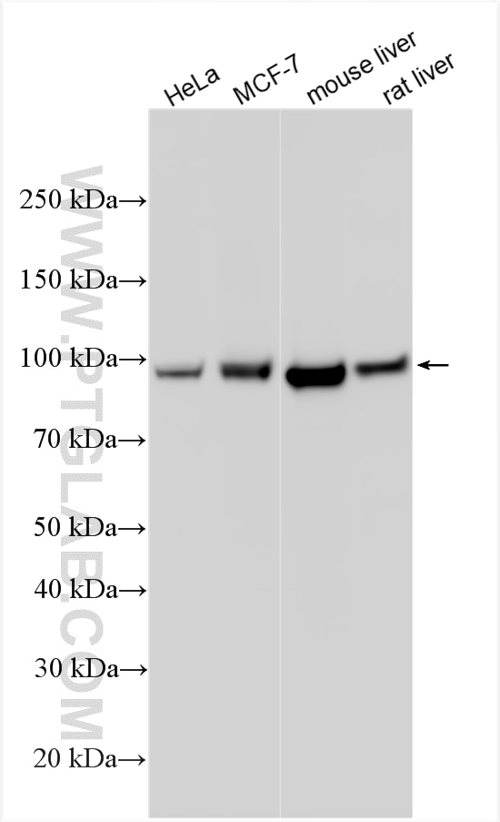 WB analysis using 15184-1-AP Western Blot (WB) analysis of various lysates using CPT1A Polyclonal antibody (15184-1-AP)