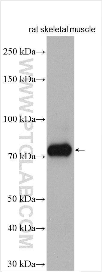 WB analysis of rat skeletal muscle using 22170-1-AP