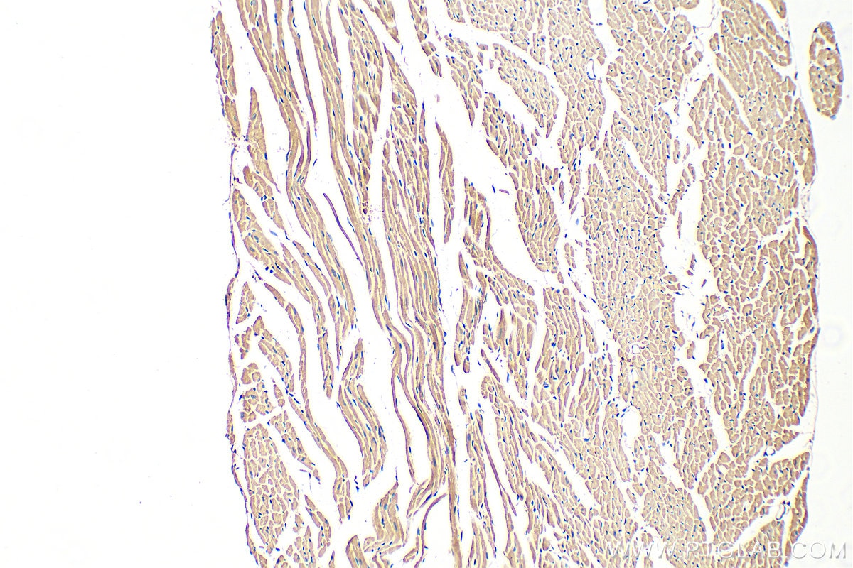 IHC staining of mouse heart using 26555-1-AP