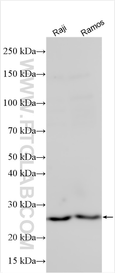 Western Blot (WB) analysis of various lysates using CPTP Polyclonal antibody (33114-1-AP)