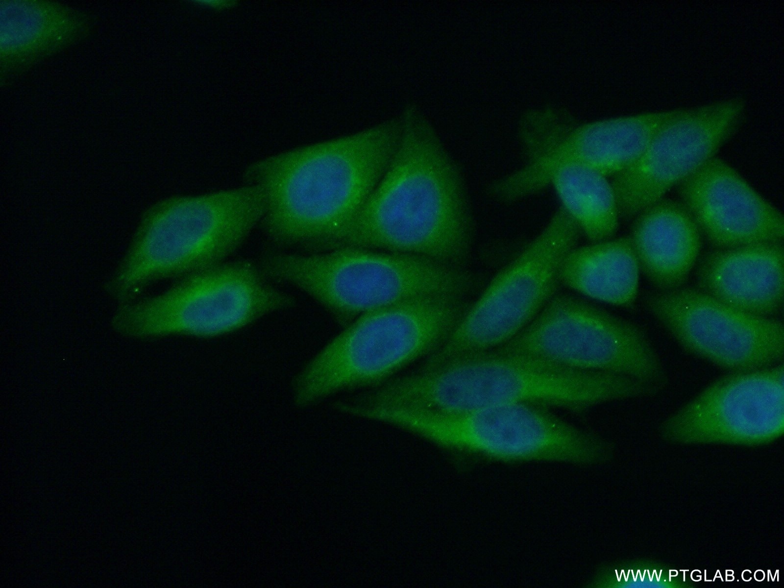 Immunofluorescence (IF) / fluorescent staining of HepG2 cells using CPVL Polyclonal antibody (12548-1-AP)