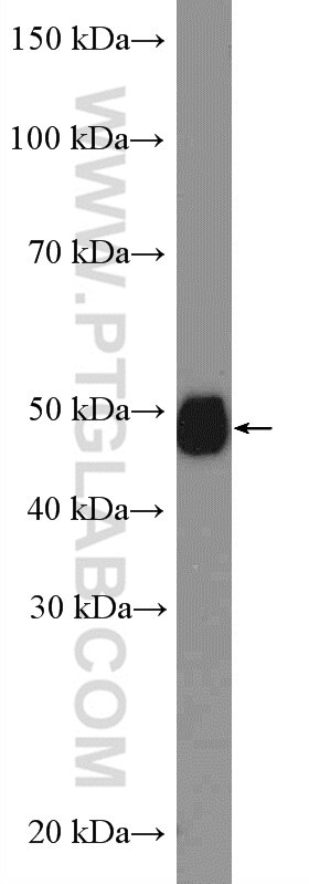 Western Blot (WB) analysis of HEK-293 cells using CPVL Polyclonal antibody (12548-1-AP)