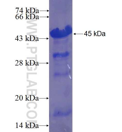 CPXCR1 fusion protein Ag23401 SDS-PAGE
