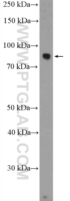 Western Blot (WB) analysis of mouse kidney tissue using CPXM2-Specific Polyclonal antibody (20082-1-AP)