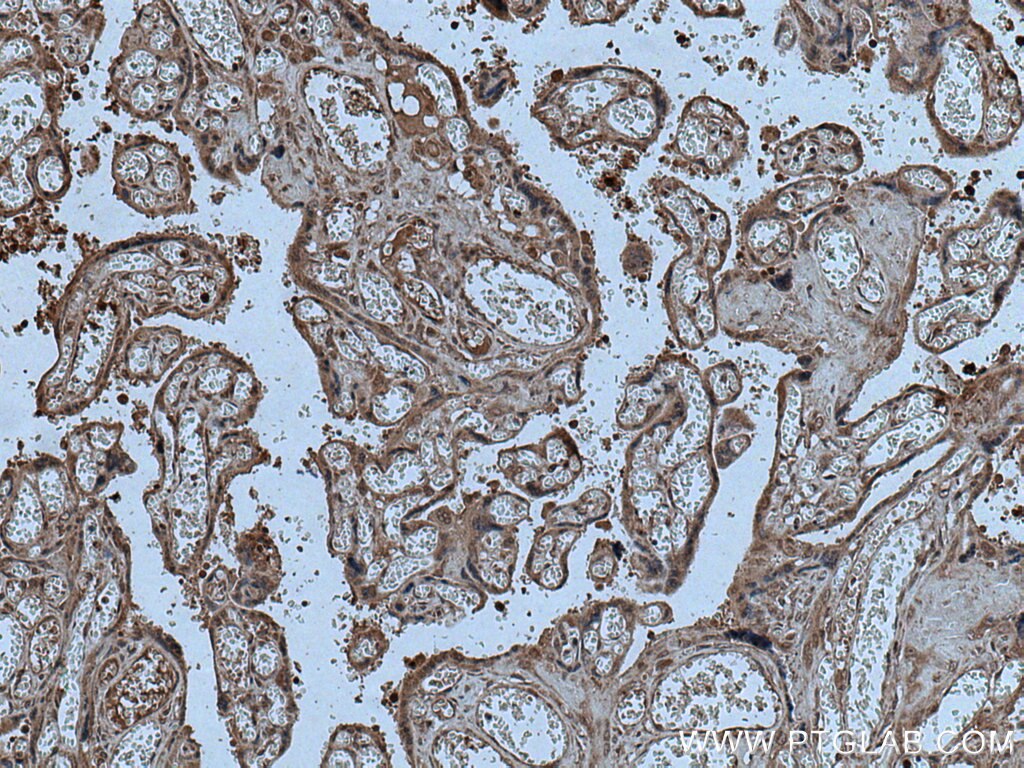 Immunohistochemistry (IHC) staining of human placenta tissue using CPZ Polyclonal antibody (15944-1-AP)